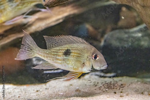Closeup of the Geophagus dicrozoster. photo
