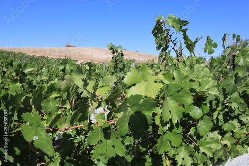 Scenic landscape of vineyards in Paso Robles, California photo