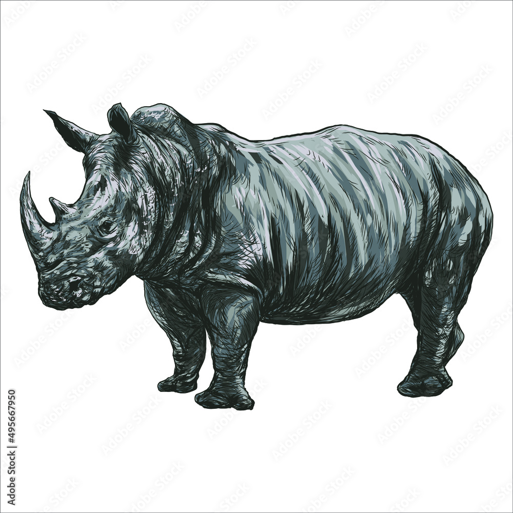 Fototapeta premium A rhinoceros illustration of a big African rhino with large horns and wrinkled skin and is an endangered wild animal. This hand drawn pencil sketch is isolated on white background.