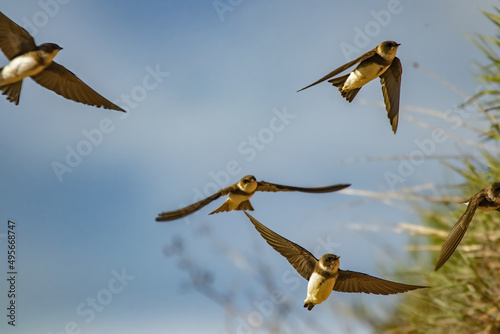 Closeup of swift birds flying with their wings wide open high in the blue sky