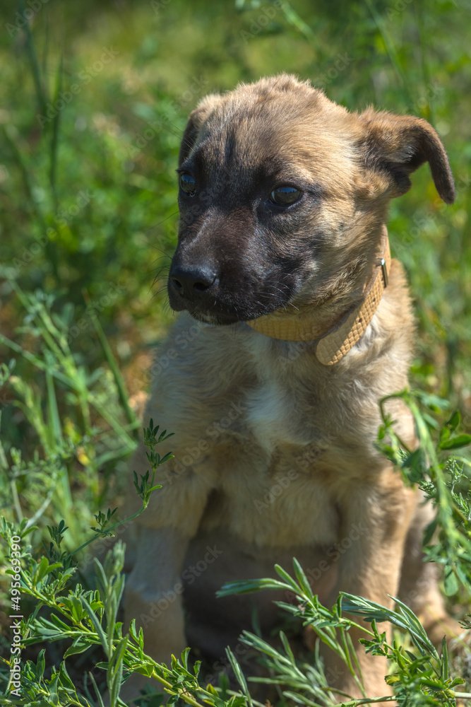 brown mongrel puppy on green grass background