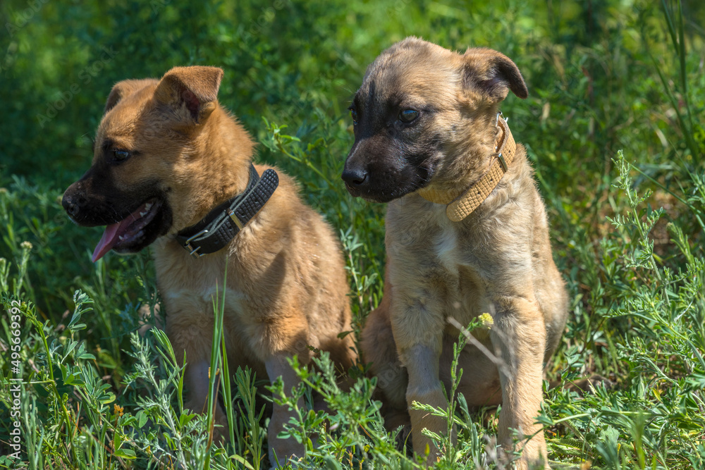 cute brown mongrel puppies on a background of green grass cute brown mongrel puppies on a background of green grass