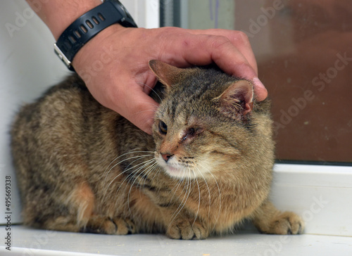 striped sad one-eyed cat at animal shelter photo