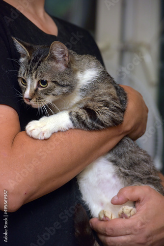 gray and white tabby cat on the bed