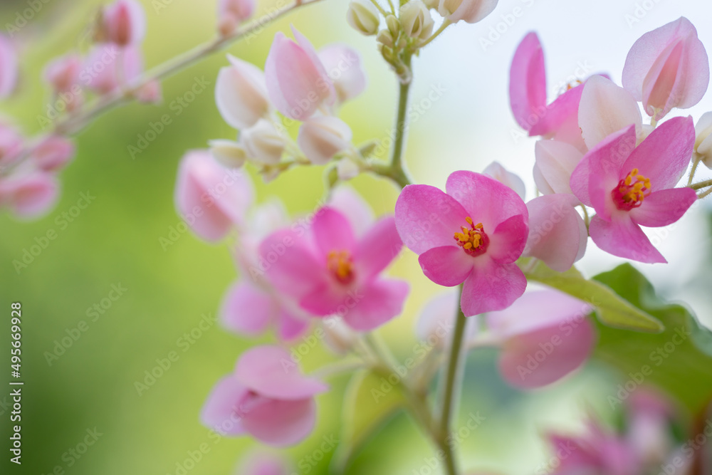 Fototapeta premium Close up pink flowers,Abstract spring nature background.