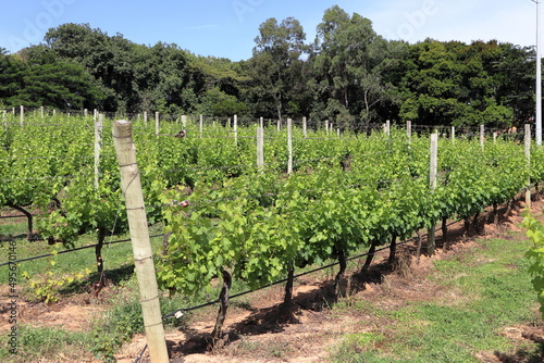 Vineyard in a Brazilian winery, located in the State of São Paulo, in the city of Espírito Santo do Pinhal, in the month of March 2022