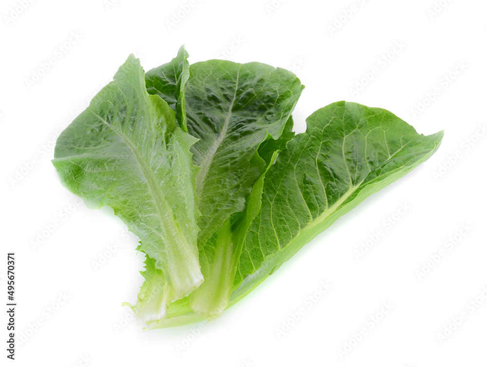 Cos Lettuce isolated on white background Cos Lettuce isolated on white background