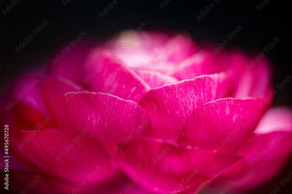 Macrophotography of a vivid pink buttercup flower on black background Macrophotography of a vivid pink buttercup flower on black background