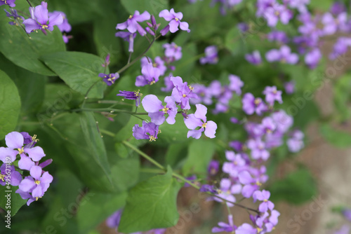 Closeup shot of the Dame's Rocket flowers or Hesperis matronalis growing in the garden photo