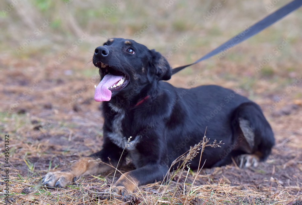 black dog mongrel in an animal shelter