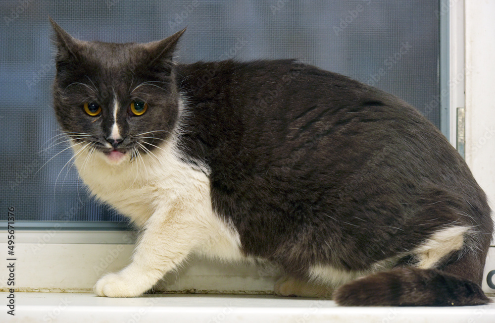gray and white cat on the windowsill