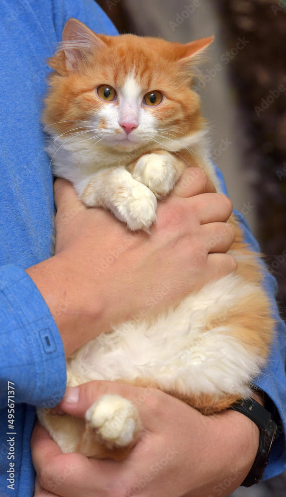 fluffy red cat with white in his hands fluffy red cat with white in his hands