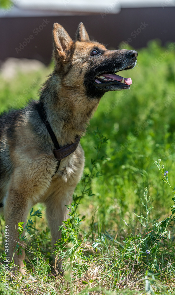 blind german shepherd dog at animal shelter blind german shepherd dog at animal shelter