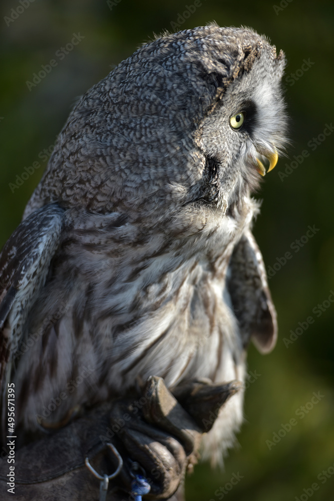 Fototapeta premium great grey owl close up photo