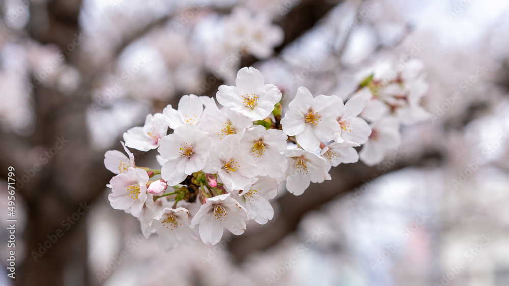 Naklejka premium 桜（ソメイヨシノ）