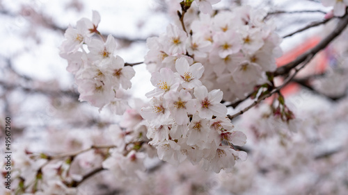 桜（ソメイヨシノ）