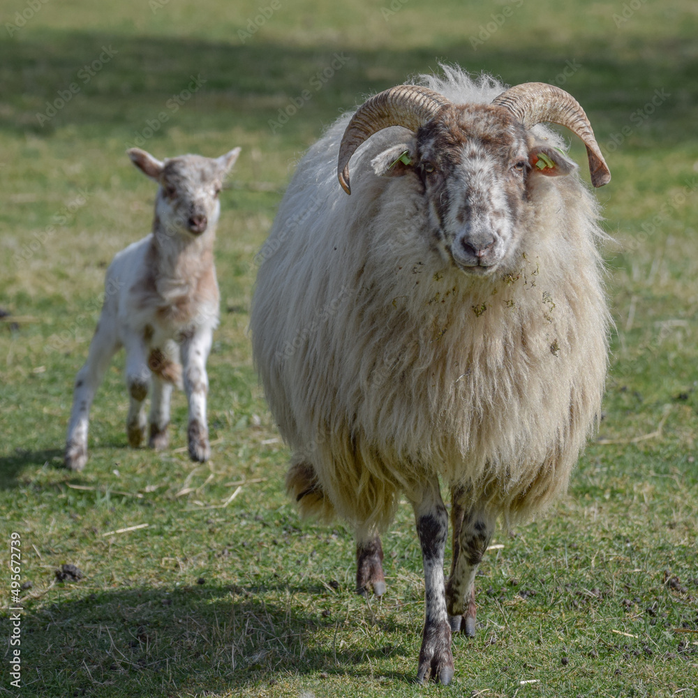 Fototapeta premium Newborn lamb on a sunny day in spring