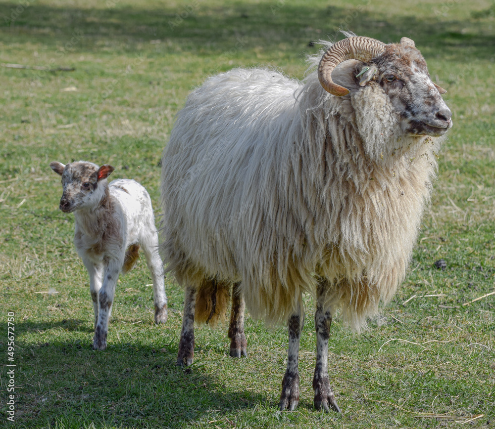 Newborn lamb on a sunny day in spring Newborn lamb on a sunny day in spring