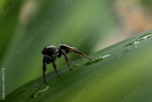 spider on a leaf © Pong
