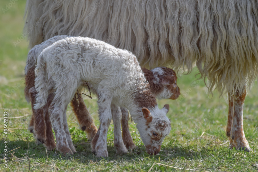 Fototapeta premium Newborn lamb on a sunny day in spring
