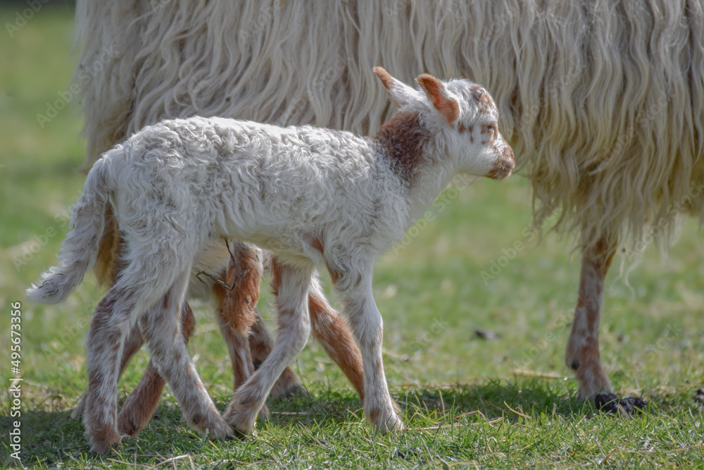Newborn lamb on a sunny day in spring Newborn lamb on a sunny day in spring