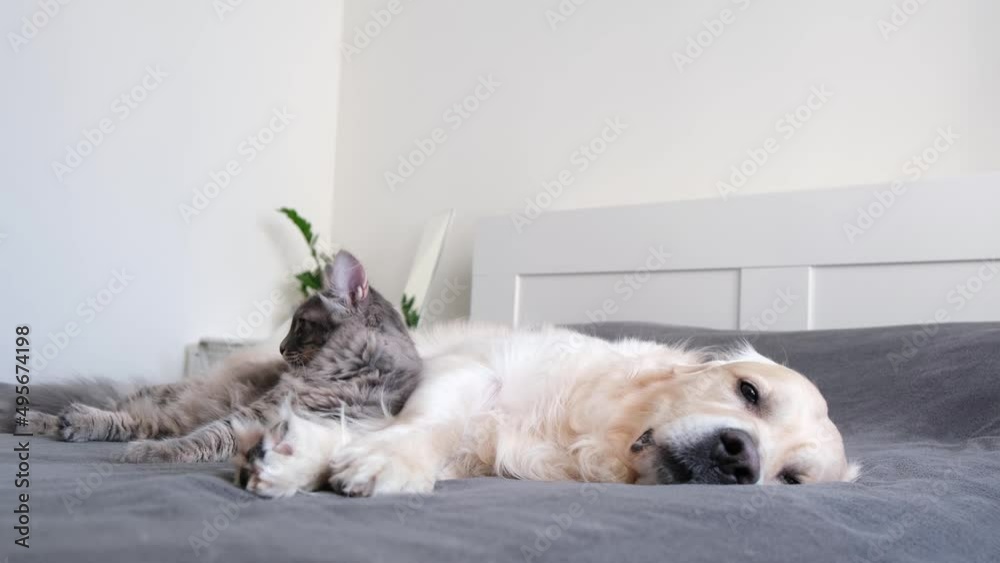 A cat and a dog lie together on the bed. Pets sleeping on a cozy gray plaid. The care of animals. Love and friendship of a kitten and a puppy.