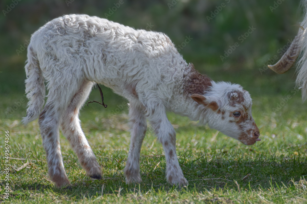 Newborn lamb on a sunny day in spring Newborn lamb on a sunny day in spring
