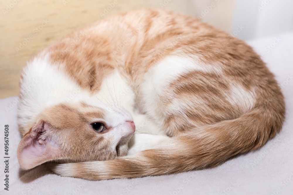 chat en boule chat en boule