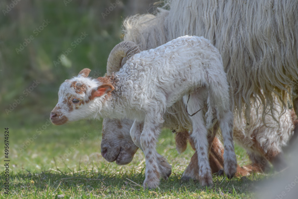Fototapeta premium Newborn lamb on a sunny day in spring