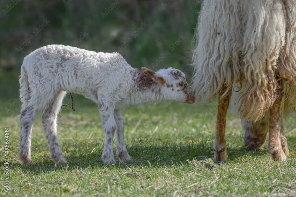 Newborn lamb on a sunny day in spring Newborn lamb on a sunny day in spring