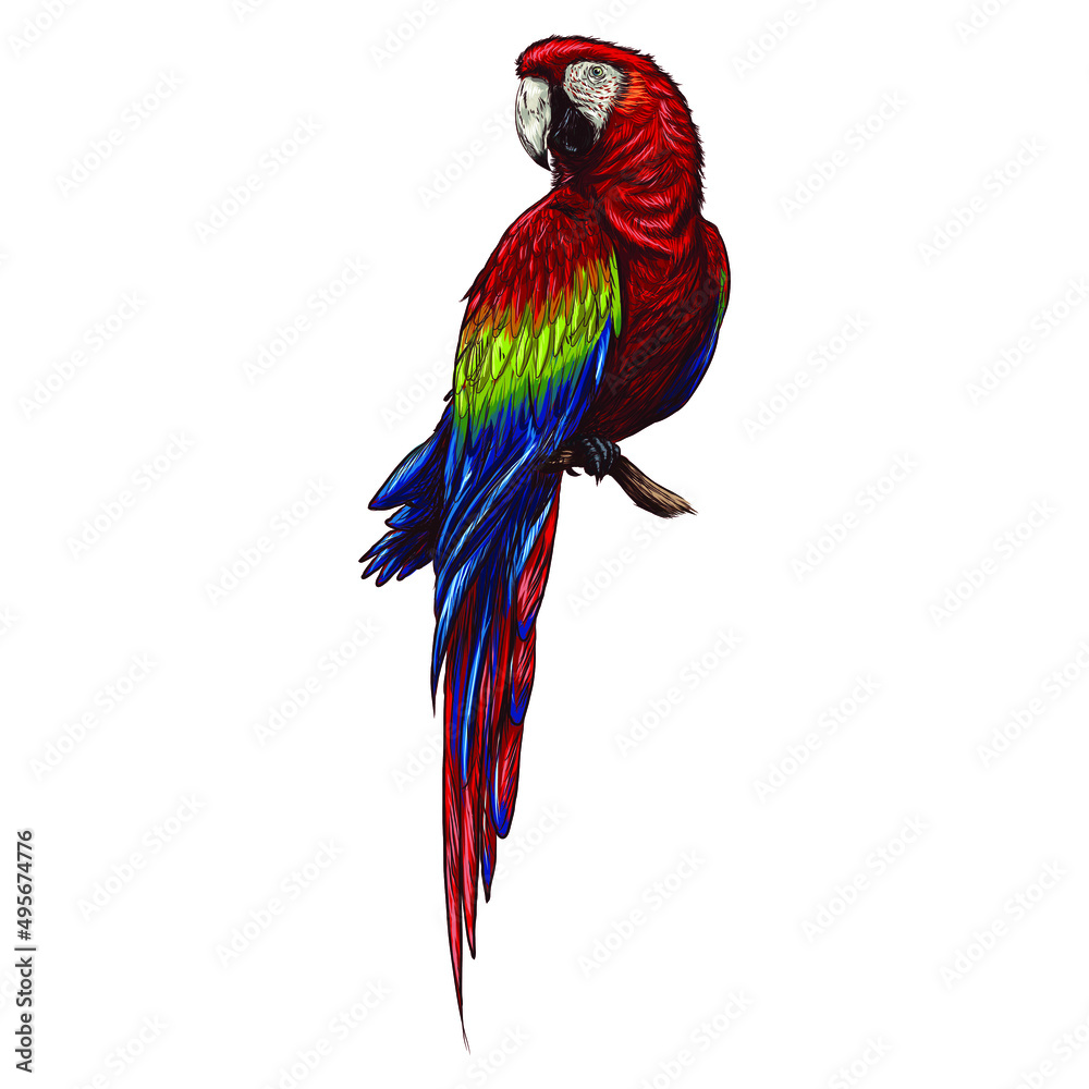 Fototapeta premium Hand drawn cute tropical bird macaw parrot on a white background.