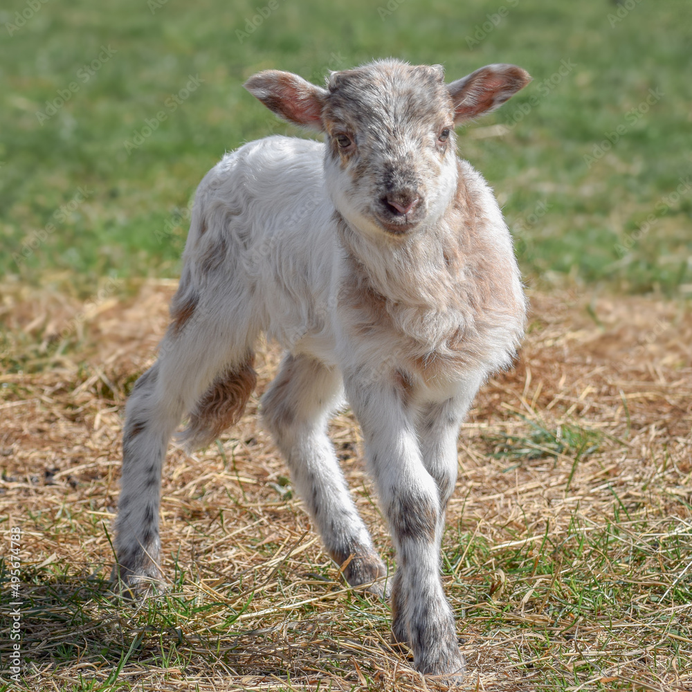 Newborn lamb on a sunny day in spring Newborn lamb on a sunny day in spring