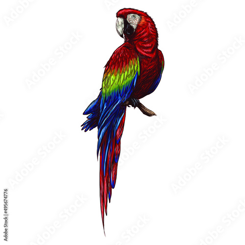 Hand drawn cute tropical bird macaw parrot on a white background.