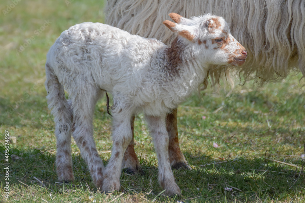 Newborn lamb on a sunny day in spring Newborn lamb on a sunny day in spring
