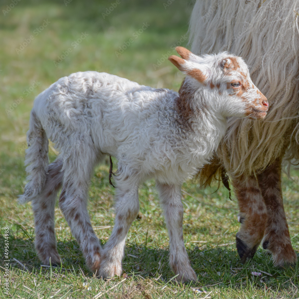 Newborn lamb on a sunny day in spring Newborn lamb on a sunny day in spring