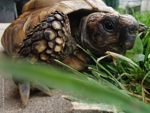 Cloawup ahot of a huge turtle in a zoo during the day photo