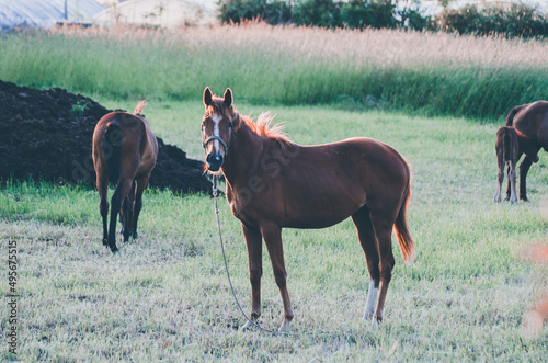 horse and foal © photographer _ guri