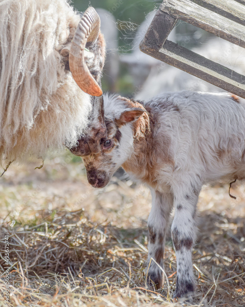 Fototapeta premium Newborn lamb on a sunny day in spring