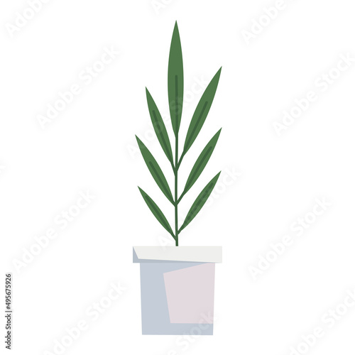 houseplant in white pot
