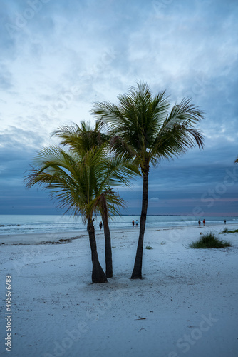 palm trees on the beach