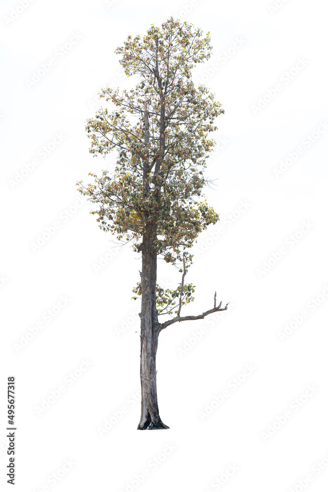 Obraz premium Beautifull green tree on a white background in high definition.Tropical tree on white background for architecture designing