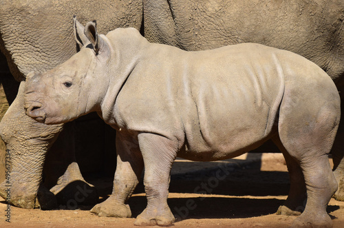 A young baby white rhinoceros bred in captivity with its mother in the background photo