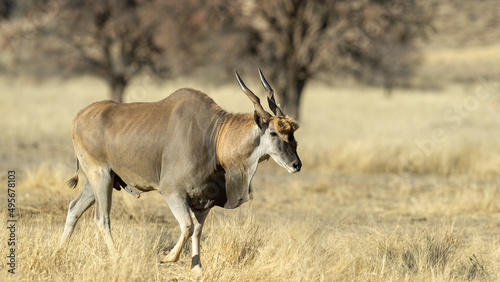 Eland ( Tragelaphus oryx) Kgalagadi Transfrontier Park, South Africa