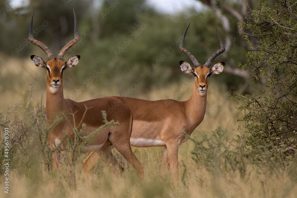 Impala Impala
