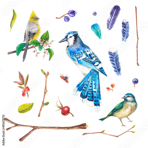 A set of watercolor illustrations with birds, branches, feathers and berries. Isolated on a white background. Suitable for design, postcards, wedding invitations, packaging, printed products, textiles
