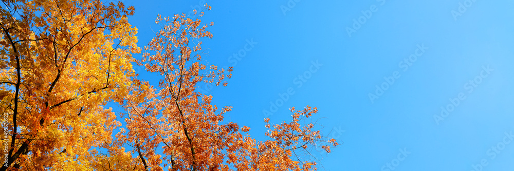 Yellow foliage on the trees against the blue sky. Fall or autumn long banner Yellow foliage on the trees against the blue sky. Fall or autumn long banner
