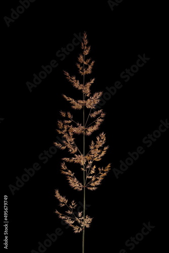 Wood Smallreed (Calamagrostis epigejos). Inflorescence Closeup