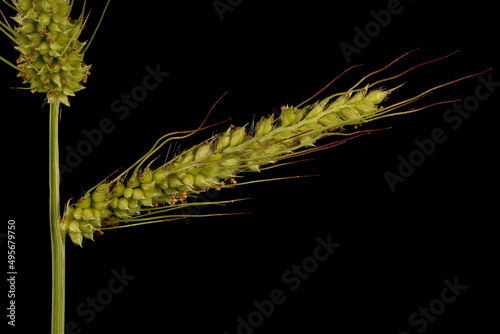 Cockspur (Echinochloa crus-galli). Inflorescence Detail Closeup
