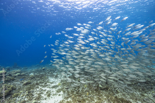 Seascape with Bait Ball  School of Fish  Mackerel fish in the coral reef of the Caribbean Sea  Curacao