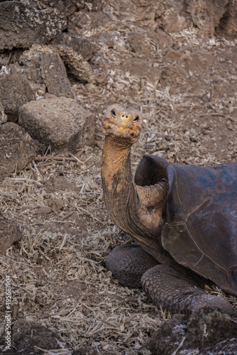 Funny shot of Galapagos Giant Tortoise sitting in its natural habitat and looking the camera photo